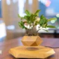 A small green plant is seen floating above a wooden base due to a magnetic levitation mechanism. The background is blurred.